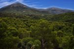 forest and mountains