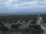 Ferme à landaria 240 hectares ave oliviers et 2 sondage