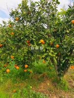 Ferme ciel à el haouaria pour la vente