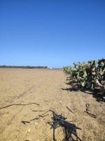 Un terrain agricole à elhouaria