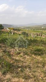 Terrain arboré de 1000 m² à hammamet sud à vendre à 55 md